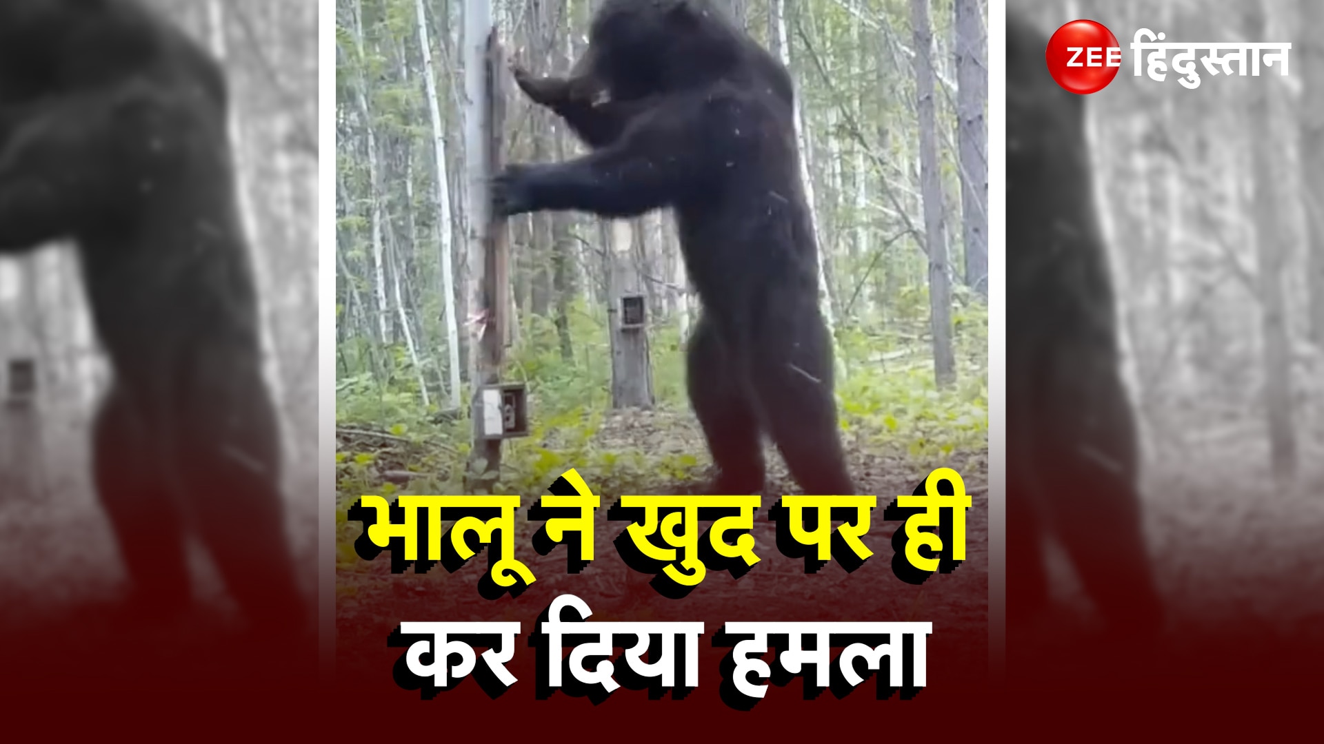 Bear attack on himself after seen in mirror animal sacry wild instagram