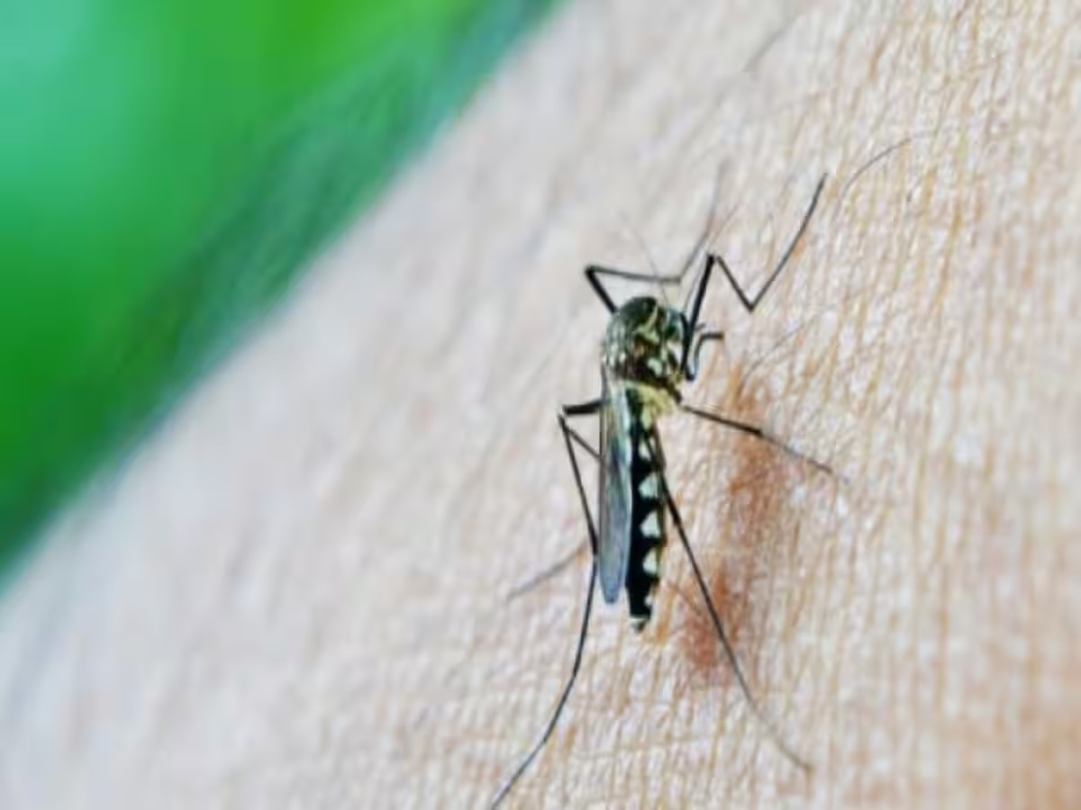 Bihar Dengue: पटना में तेजी से फैल रहा डेंगू, स्वास्थ विभाग ने जारी किया हेल्पलाइन नंबर
