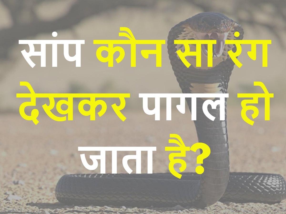 Quiz: सांप कौन सा रंग देखकर पागल हो जाता है?