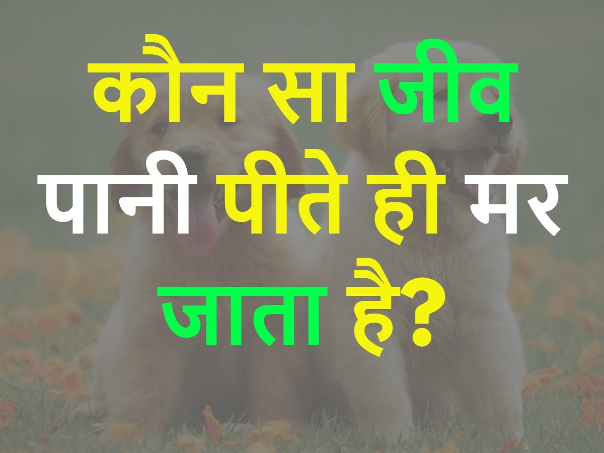 Quiz: कौन सा जीव पानी पीते ही मर जाता है?