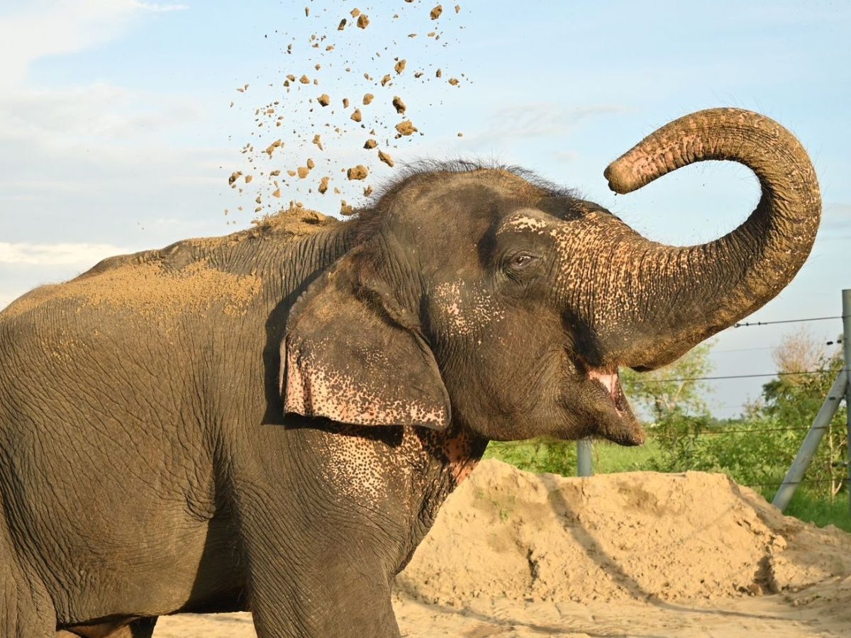 Female Elephant Neena Photo