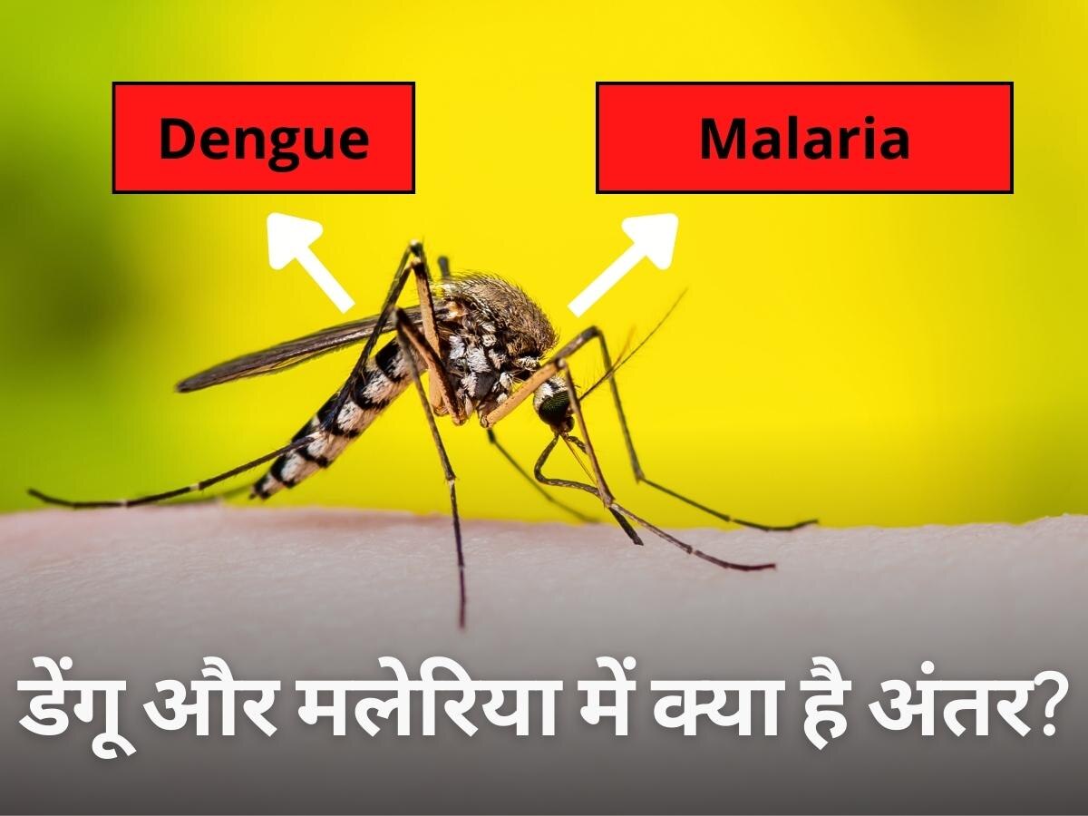 Dengue vs Malaria: कम नहीं हो रहा डेंगू-मलेरिया का कहर, जानिए दोनों बीमारी में क्या है अंतर?