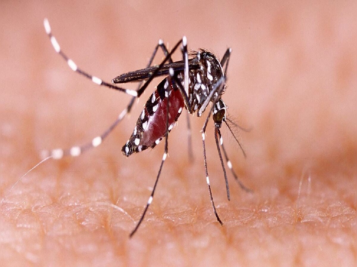 Dengue in Chatra: चतरा में पैर पसार रहा डेंगू, एक सप्ताह में आधे दर्जन लोग ग्रसित, बचाव को लेकर टेमोफॉस का हो रहा छिड़काव