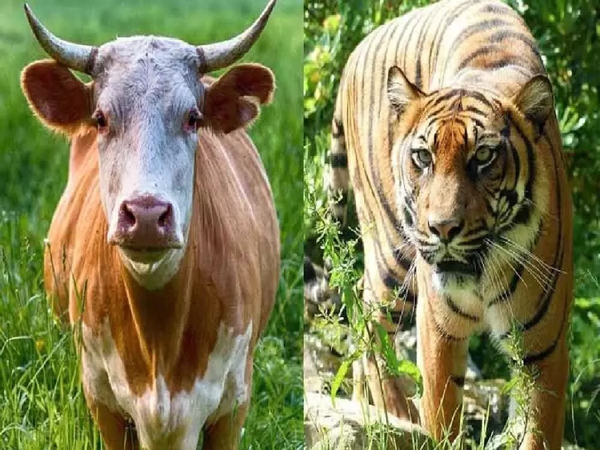 Swapna Shastra: आपने भी सपने में देखे हैं ये 5 जानवर, तो जागने वाली है सोई किस्मत