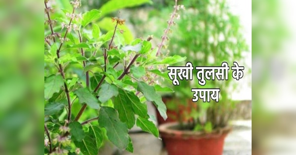 dry-tulsi-leaves