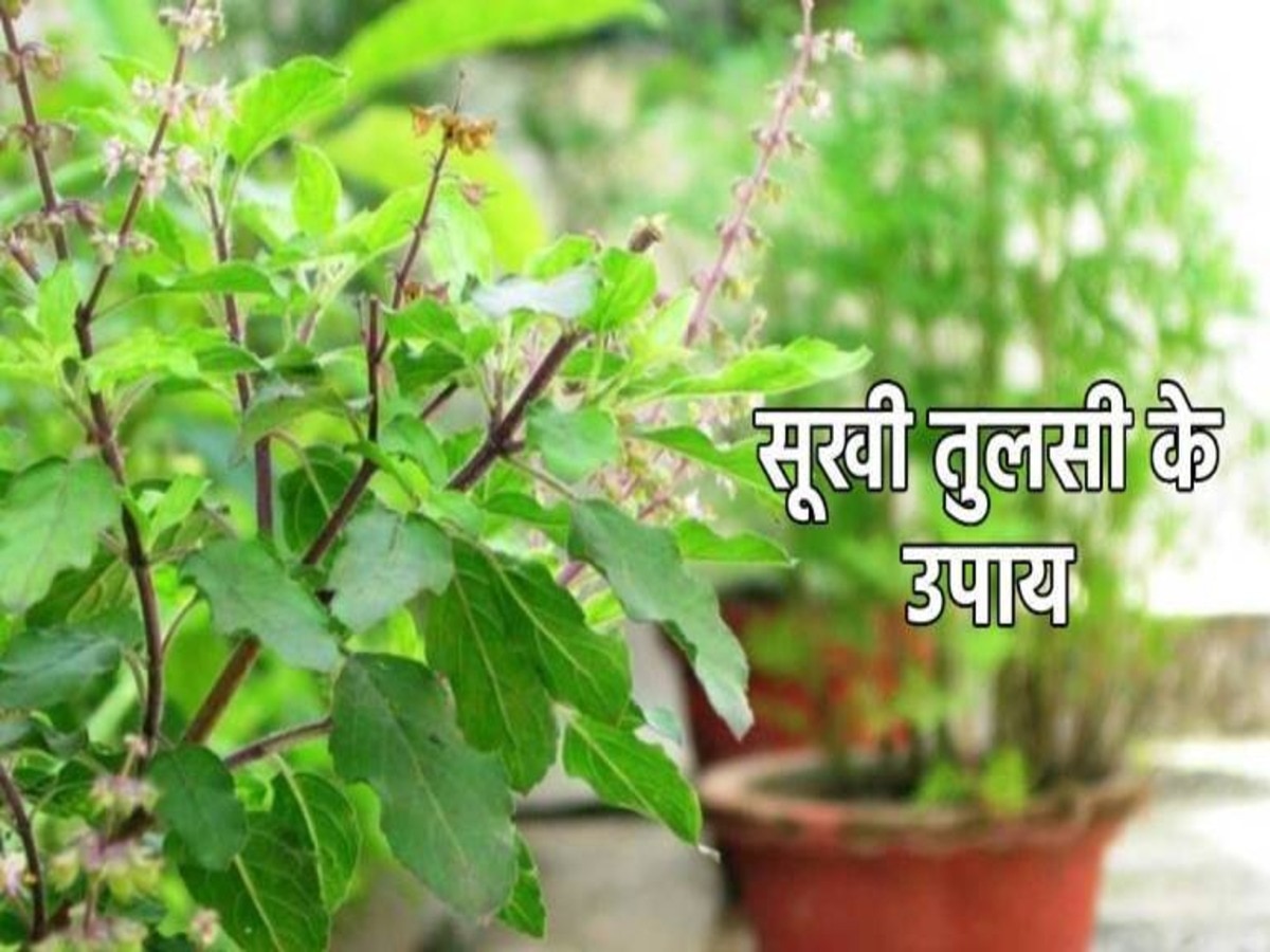 dry tulsi  leaves remedies