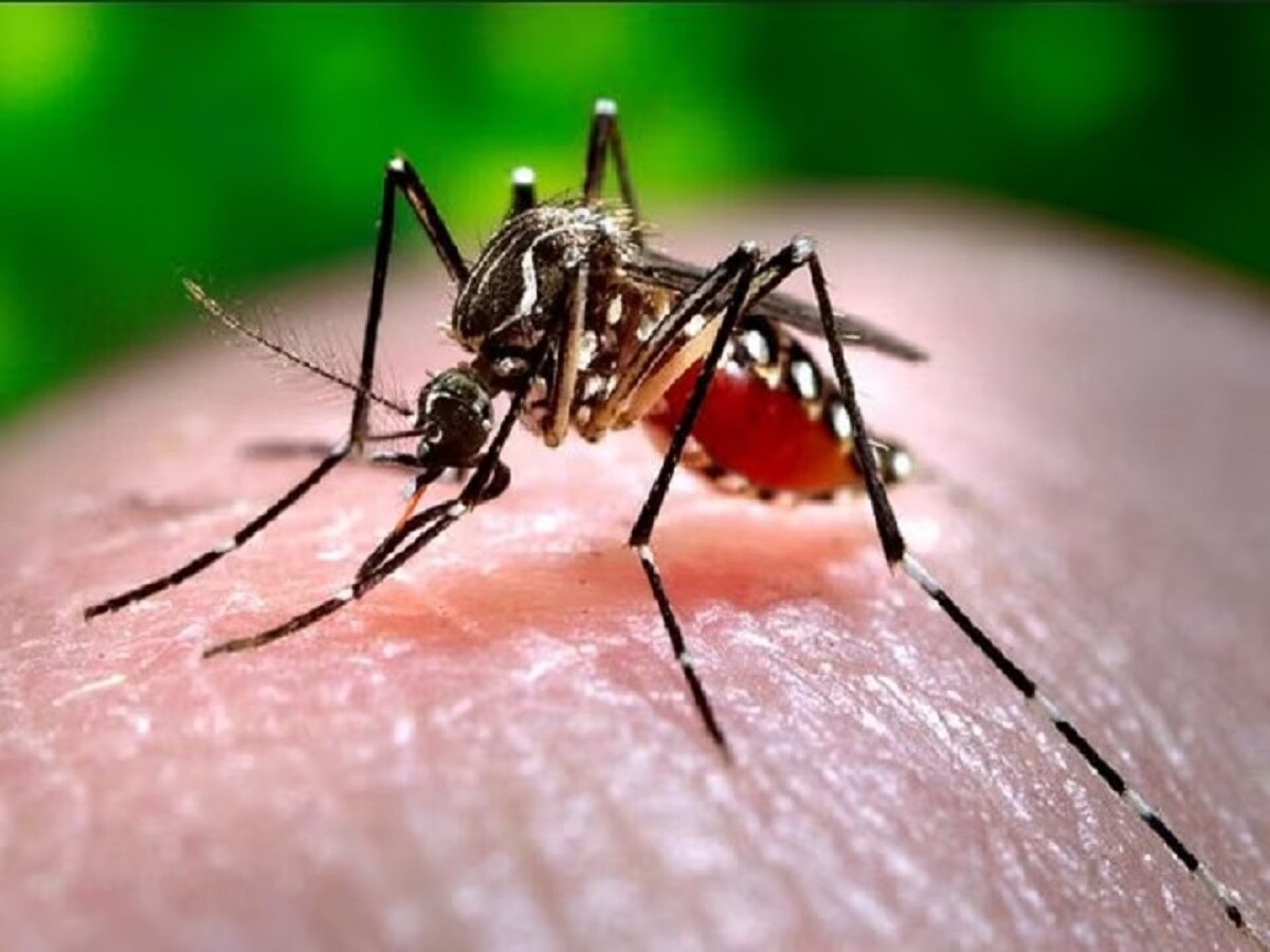 मुंगेर में फिर मंडराने लगा डेंगू का खतरा, 15 दिनों में 16 मरीजों की पुष्टि