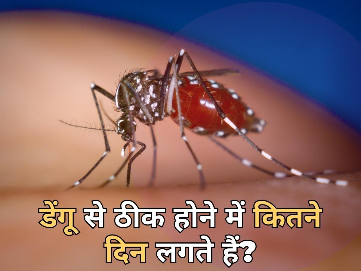 Dengue Fever: किन परिस्थितयों में जानलेवा हो जाता है डेंगू? जानिए ठीक होने में लगते हैं कितने दिन