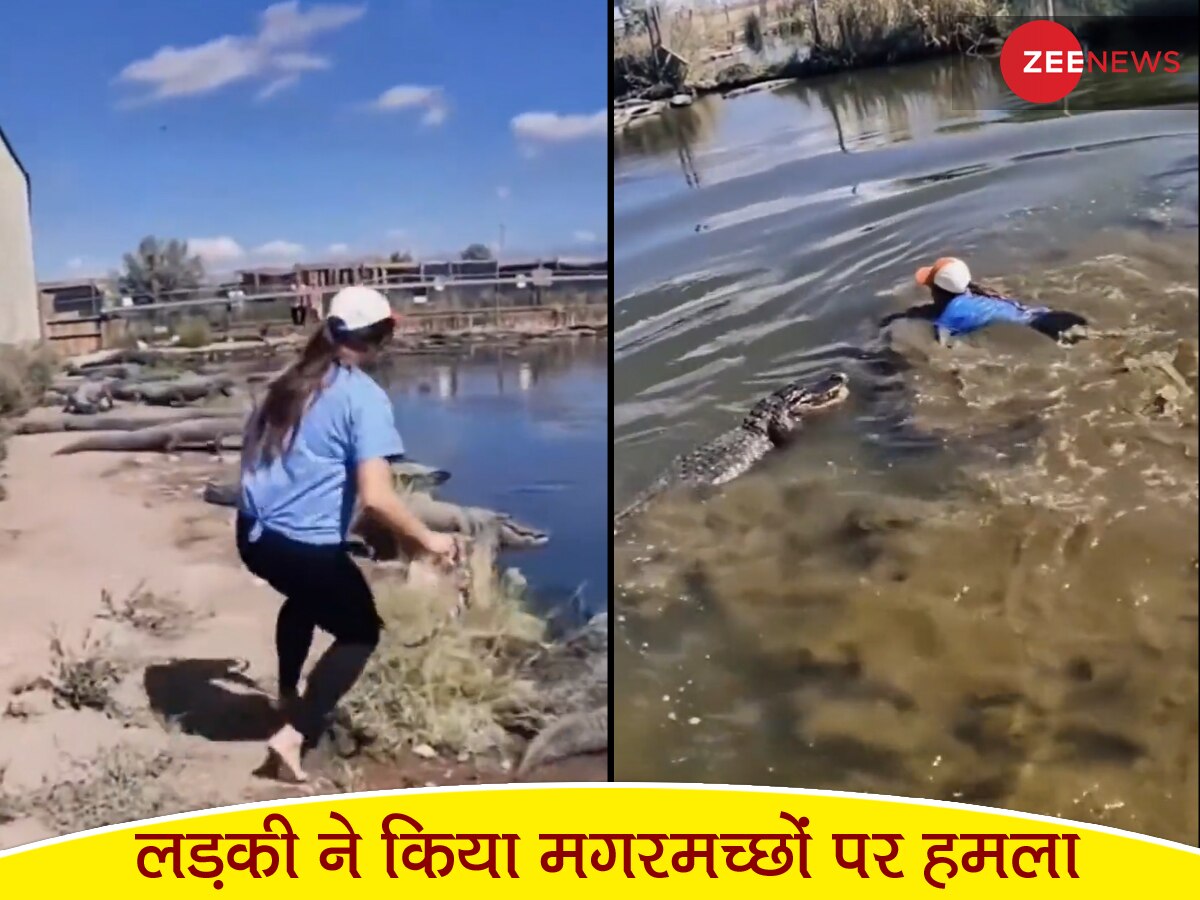 Crocodile Video pond full of crocodiles girl came running and jump