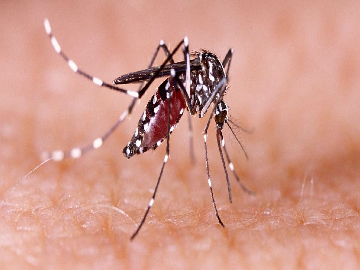 Dengue Cases in Bihar: बिहार में तेजी से पैर पसार रहा डेंगू, 300 से अधिक मरीज, सियासत तेज