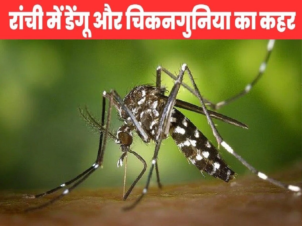 Jharkhand: झारखंड मे डेंगू और चिकनगुनिया का कहर, डिमांड के मुताबिक नहीं मिल रहे प्लेटलेट्स 