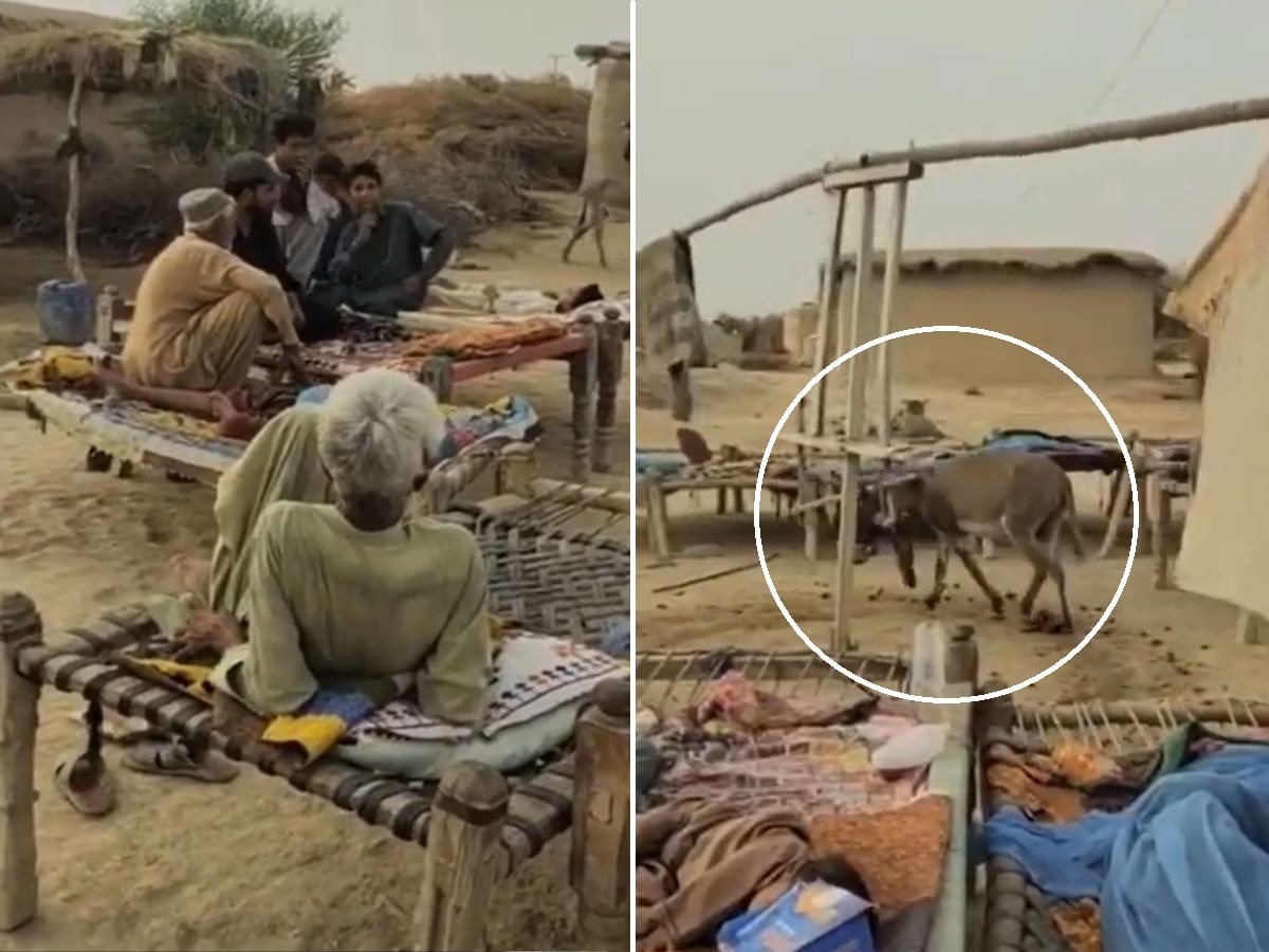 पाकिस्तान में गधों का ऐसा इस्तेमाल हो रहा, देखकर लोग बोले- ये है इनका देसी जुगाड़