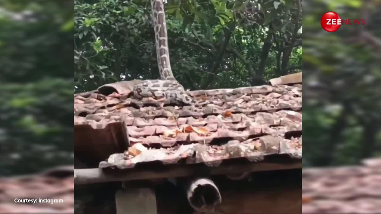 giant python stood on the roof of the house like a human people were ...