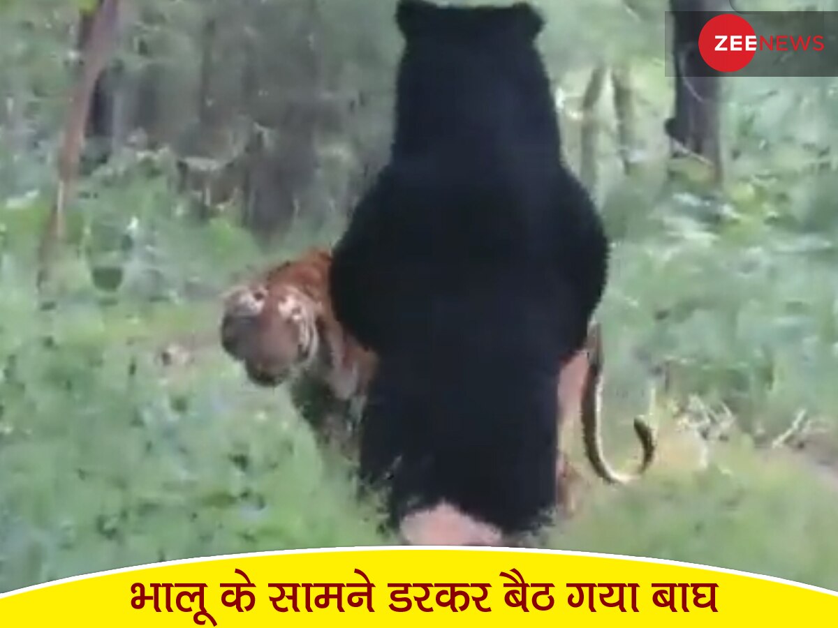 Watch Video: पीछे से अचानक आया भालू तो डर गया टाइगर, फिर पूंछ हिलाकर दोस्ती करनी चाही लेकिन