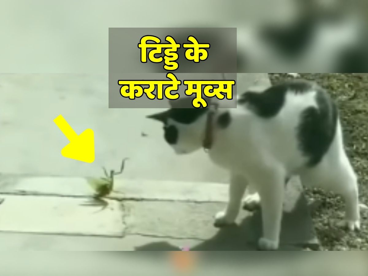 Cat comedy video online in hindi