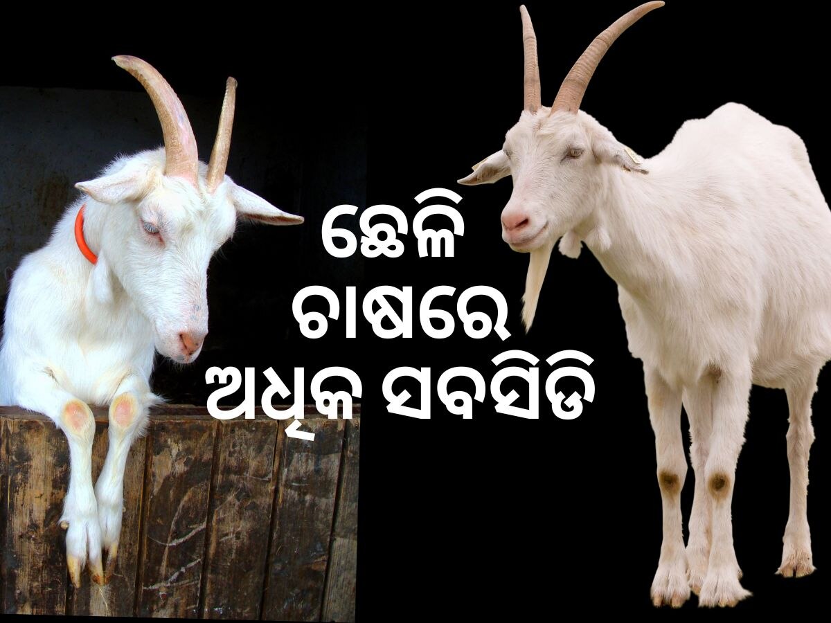 Goat Farming: ଛେଳି ପାଳନରେ ମିଳେ ସର୍ବାଧିକ ସବସିଡି, ଲାଭ ବି ସବୁଠୁ ଅଧିକ