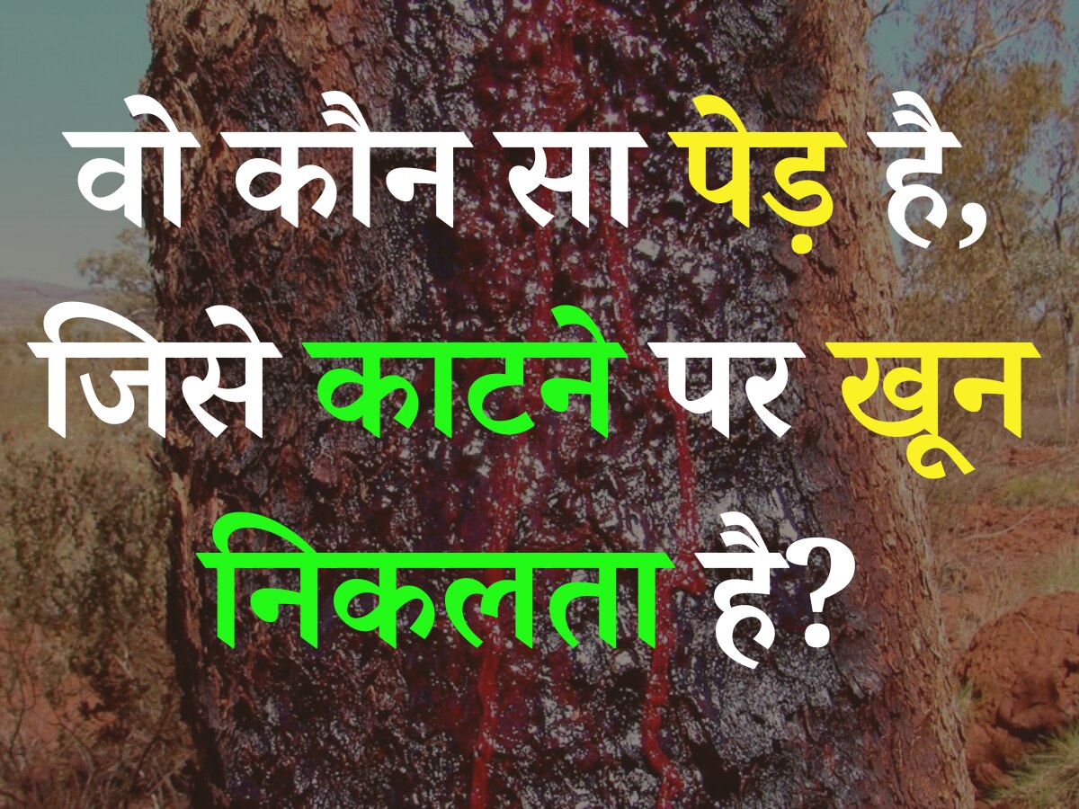 trending gk quiz Which is the tree which bleeds when it cut Quiz