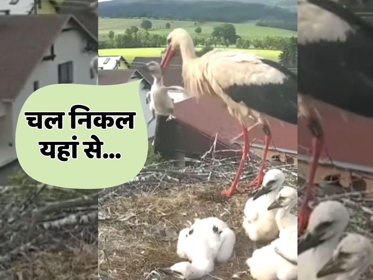Animal Video stork threw its baby out of nest Animal Video थप्पड़ मार कर सारस ने अपने बच्चे