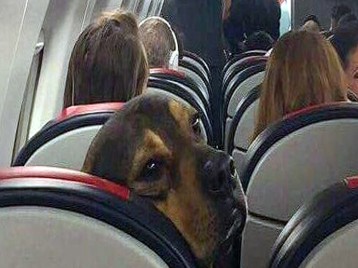 फ्लाइट में कुत्ते के FART से परेशान हुआ कपल, एयरलाइन पर फूटा गुस्सा, चौंका देगा ये अजीब मामला