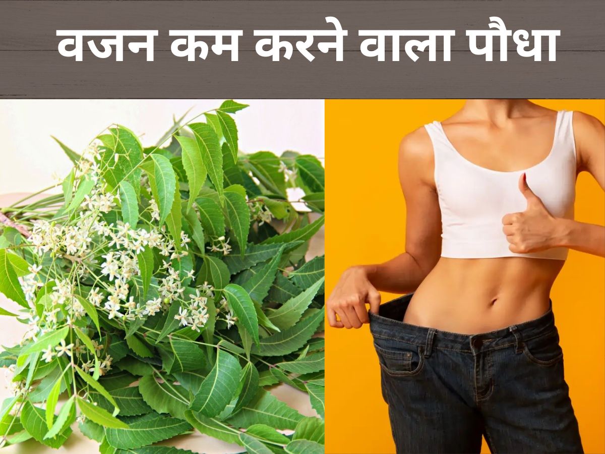 How Fibre in Neem Flower Helps In Loosing Weight Burning Belly Fat