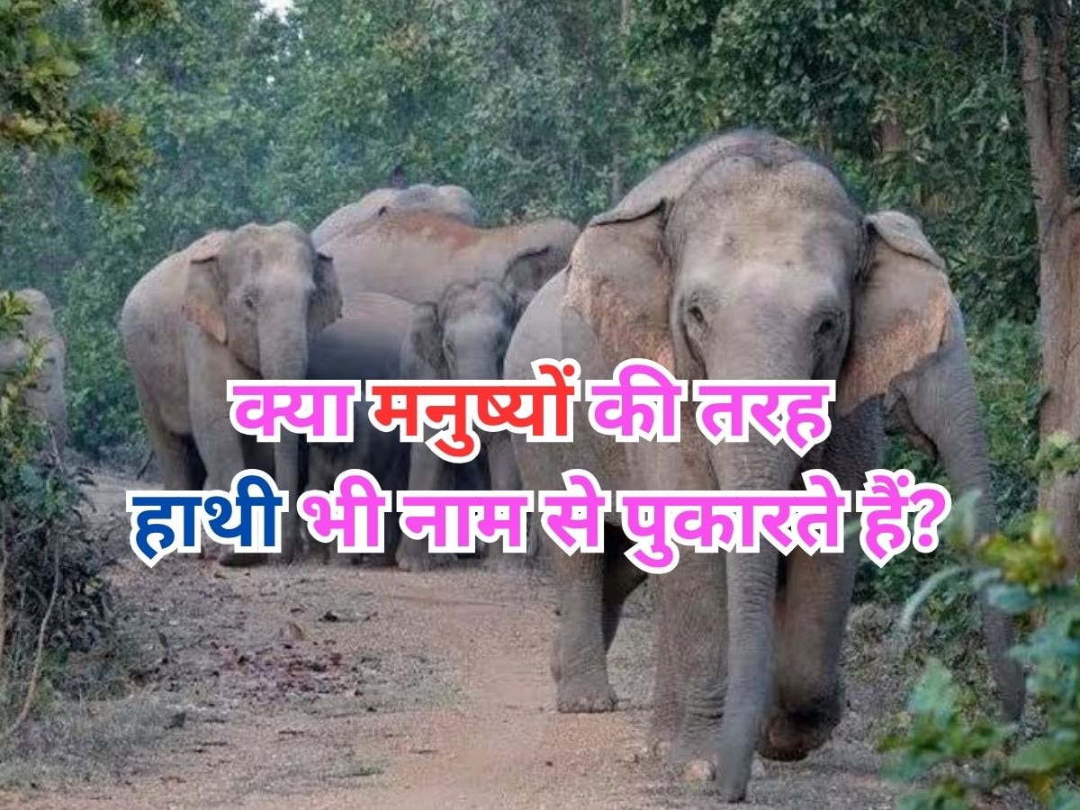 Elephant Interesting Facts: 'ओ मोनू, ओ भोलू', क्या मनुष्यों की तरह एक-दूसरे को नाम से पुकारते हैं हाथी? 