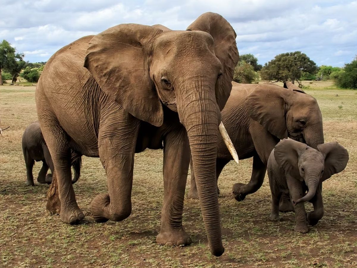 सांप के काटने का हाथी पर असर