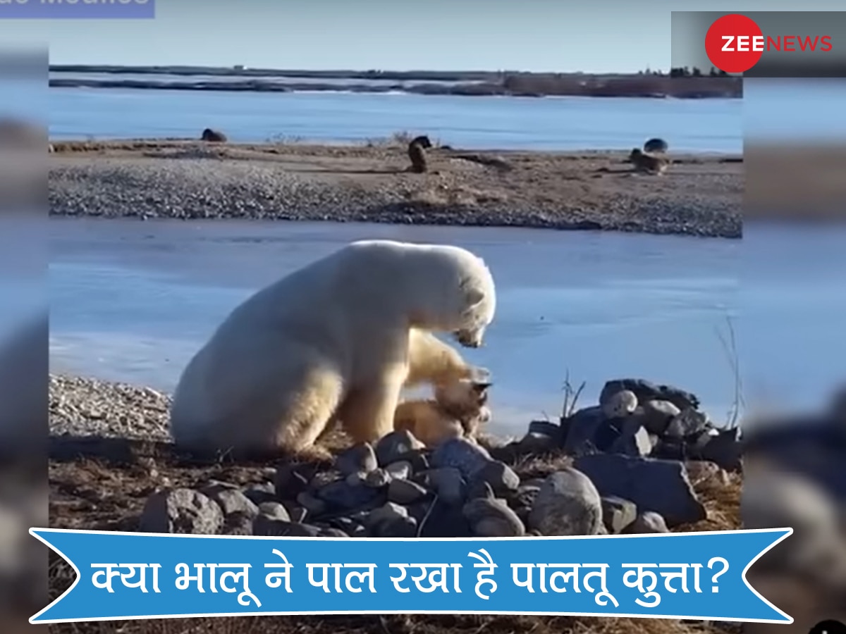 क्या भालू ने पाल रखा है पालतू कुत्ता? VIDEO आया सामने तो किसी को नहीं हुआ यकीन