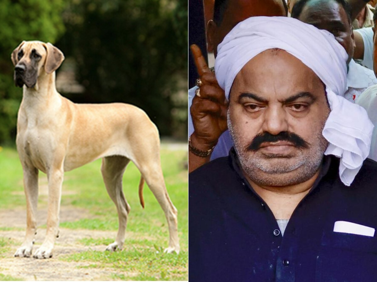 Mafia Atiq Ahmed pet dogs adopted by two people Prayagraj Nagar Nigam