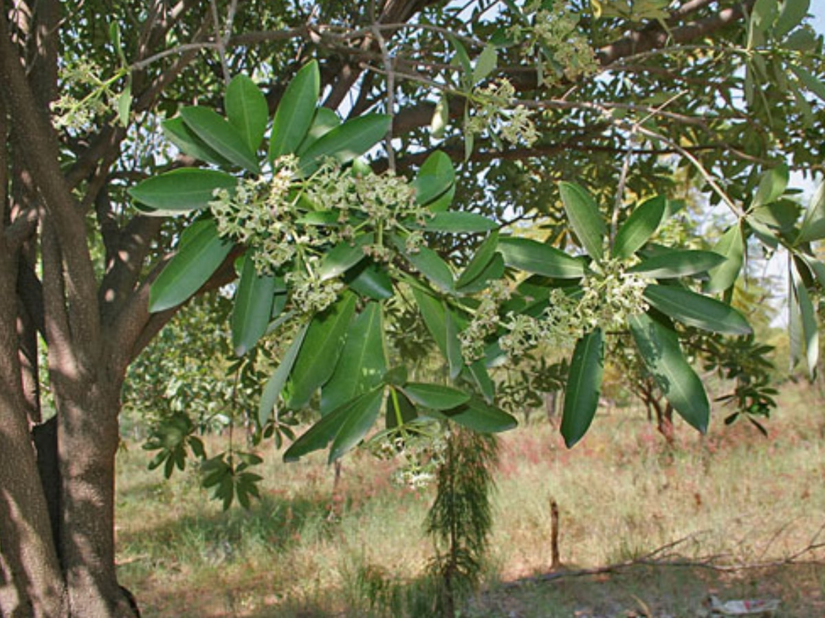 benefits of saptaparni blackboard plant for stomach problems cures many ...