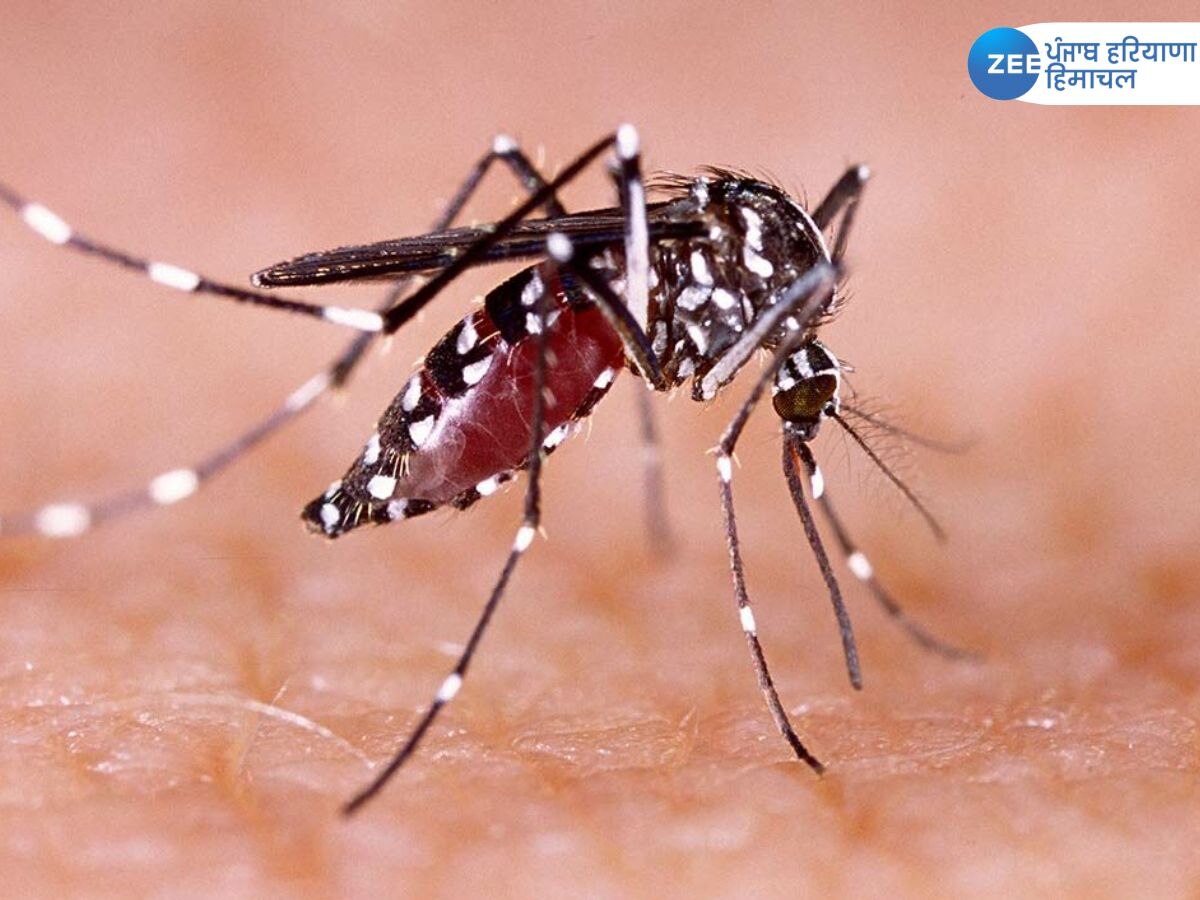 Chandigarh news: चंडीगढ़ प्रशासन ने डेंगू और चिकनगुनिया को लेकर जारी की एडवाइजरी, जानिए क्या करना चाहिए और क्या नहीं  