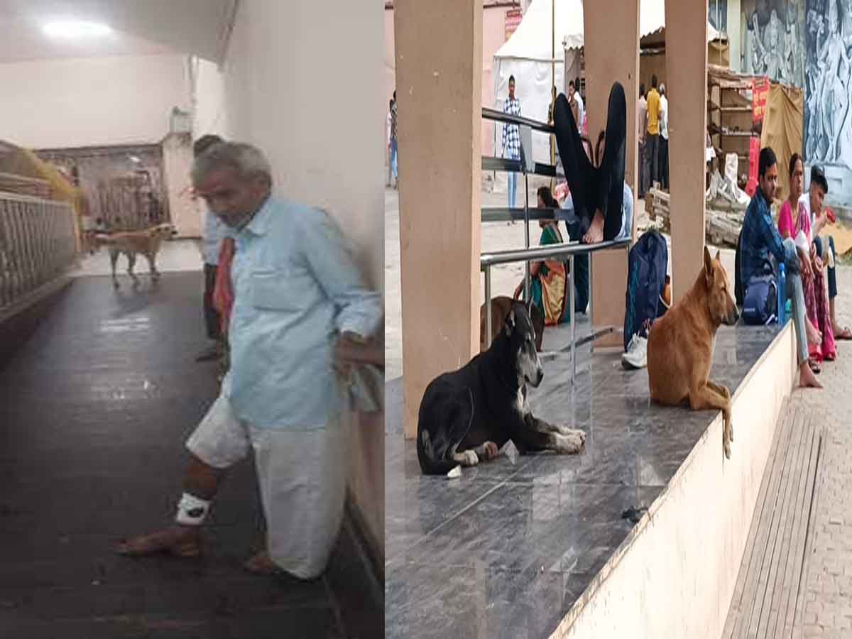 महाकाल मंदिर में आवारा कुत्तों का आतंक, सावन-भादौ माह में दो दर्जन से अधिक भक्तों का काटा महाकाल मंदिर में आवारा कुत्तों का आतंक, सावन-भादौ माह में दो दर्जन से अधिक भक्तों का काटा
