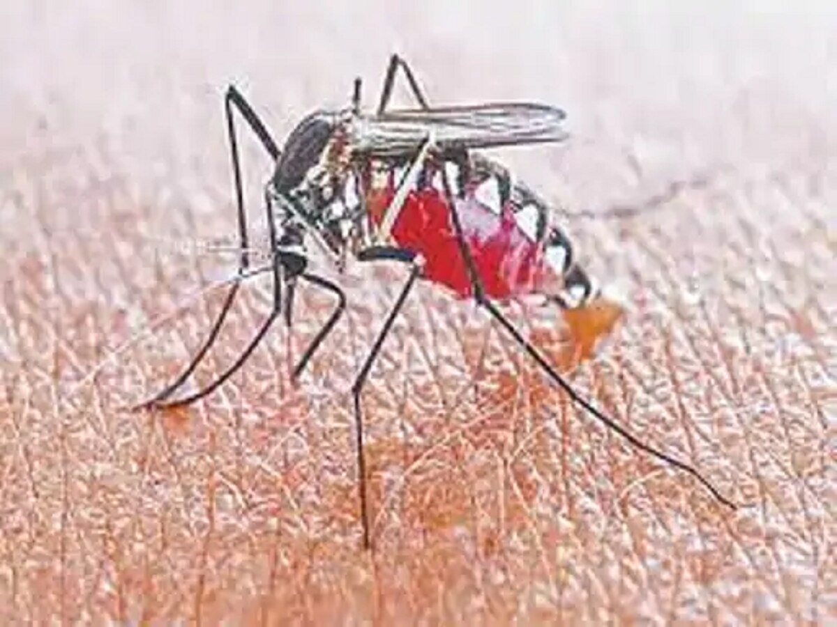 Jharkhand Dengue: रांची में तेजी से फैल रहा डेंगू, अत तब 125 मरीज, जांच के लिए 10 टीमें तैयार