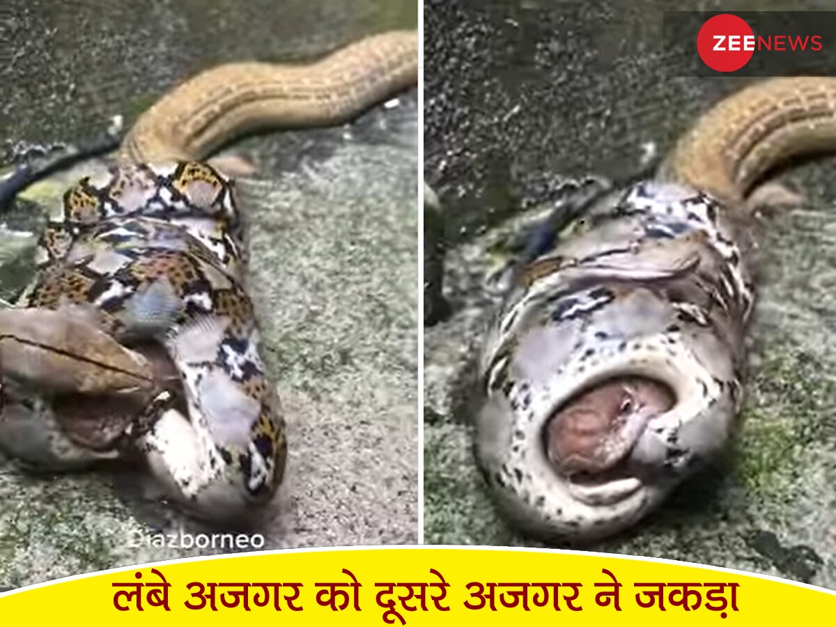 Python Video: लंबे अजगर को दूसरे अजगर ने जकड़ा, Video में देखें आखिर आगे क्या हुआ