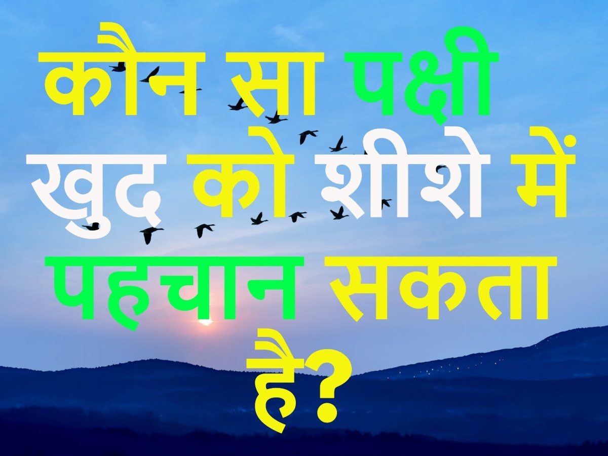 Quiz: कौन सा पक्षी खुद को शीशे में पहचान सकता है?