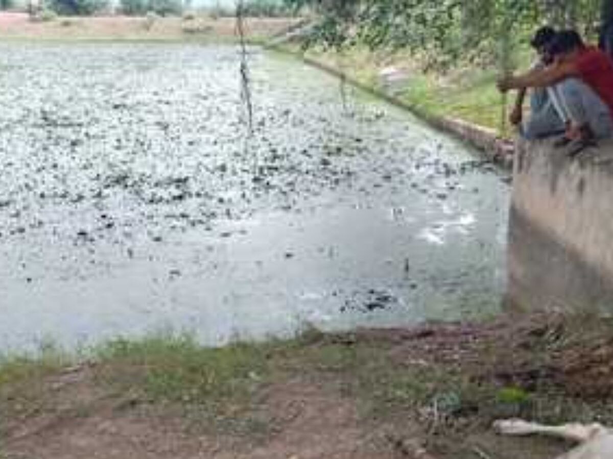 सवाई माधोपुर- तालाब का जहरीला पानी पीने से गोवंश की मौत, 5 दिन बाद भी नहीं किए सुरक्षा इंतजाम