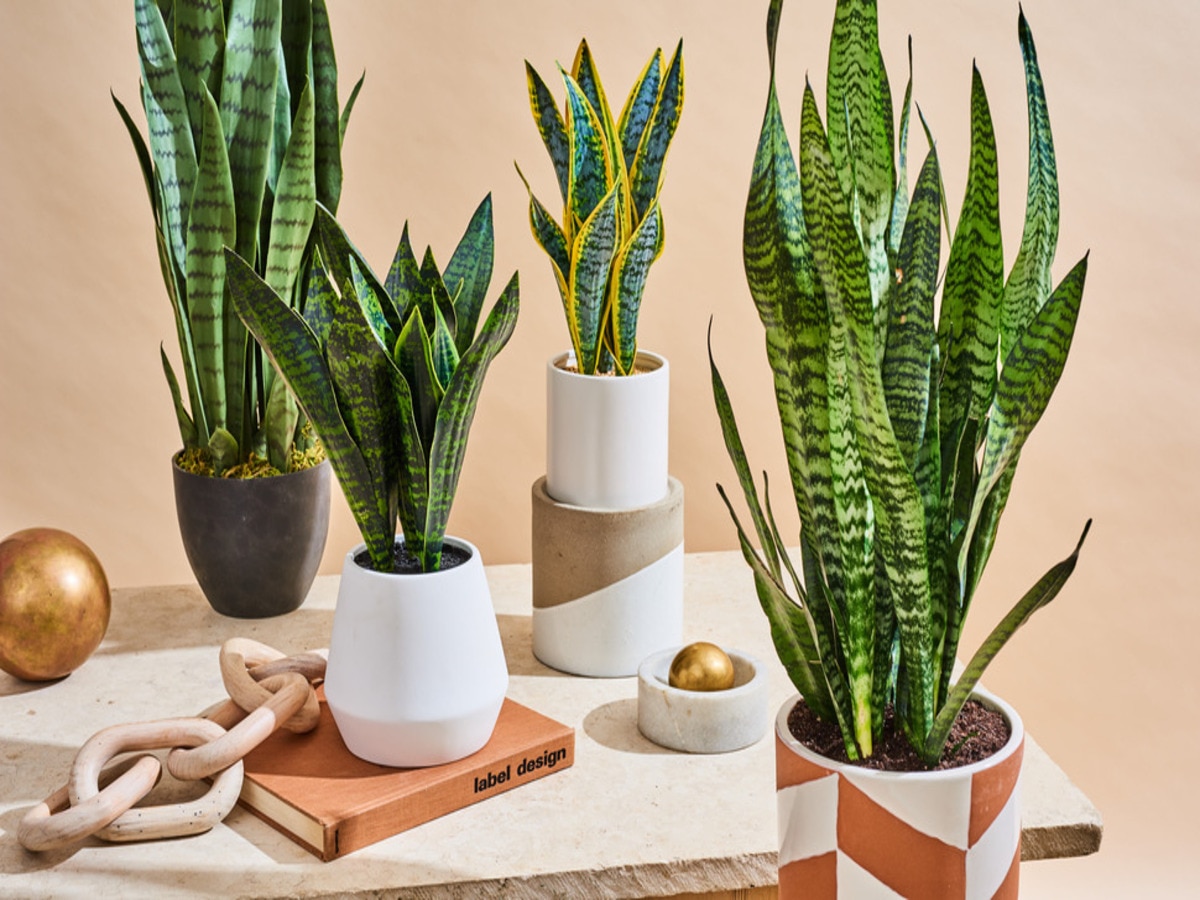 vastu tips for snake plant