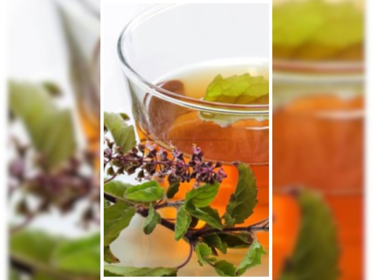 Tulsi Tea Benefits: तुलसी की चाय पीजिए, ये 10 फायदे आपको दिखने लगेंगे, जानें कैसे बनाएं 