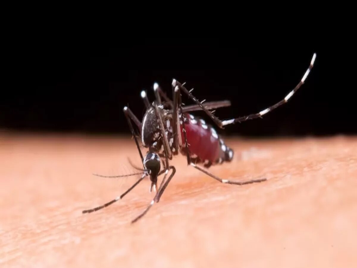 Dengue Remedies: ଦେଶସାରା ଡେଙ୍ଗୁର ପ୍ରକୋପ, ଏପରି କରନ୍ତୁ ନିରାକରଣ