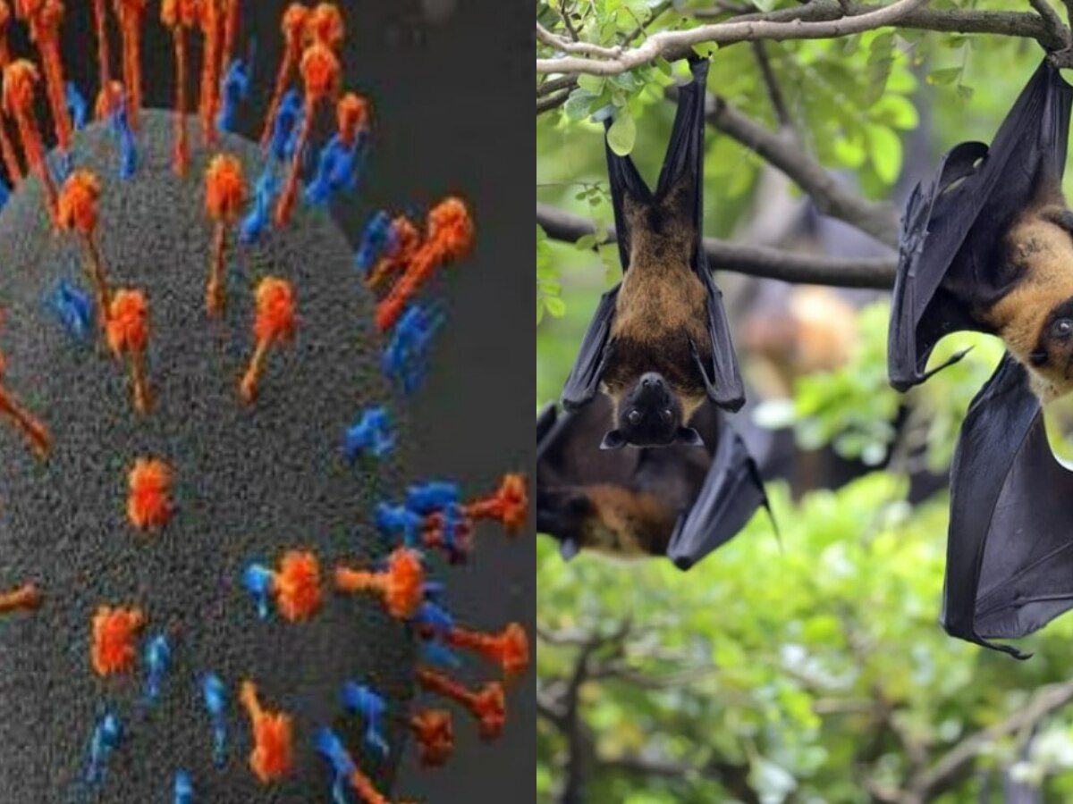 Nipah virus कितना खतरनाक, केरल सरकार ने प्रसार रोकने के लिए उठाए कड़े कदम