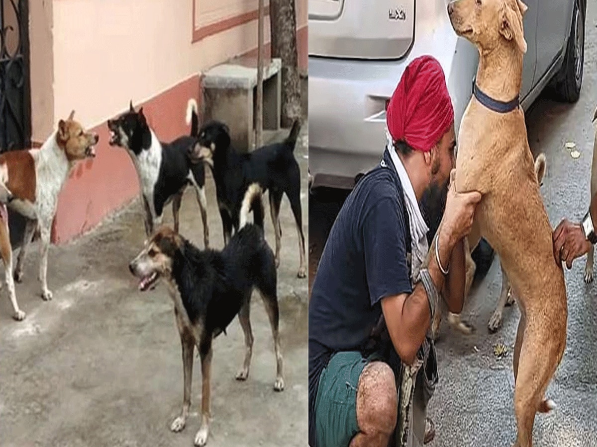 Stray Dogs Problem: आवारा कुत्तों से जुड़े नियमों में लापरवाही पड़ेगी भारी, दिल्ली हाईकोर्ट का एमसीडी को सख्त निर्देश