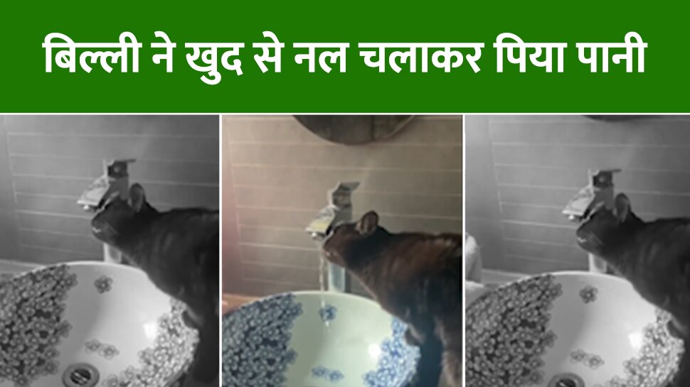 animal viral video cat drank water by opening the tap on its own