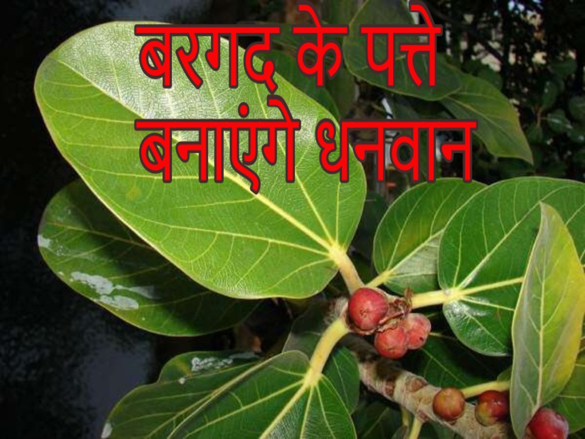 bargad tree remedies