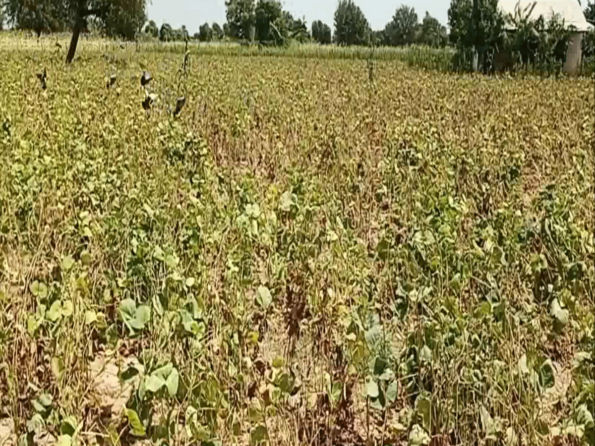 पश्चिमी राजस्थान में सूखे के हालात, बारिश नहीं होने से 3.70 लाख हेक्टेयर में फसलें जल गईं पश्चिमी राजस्थान में सूखे के हालात, बारिश नहीं होने से 3.70 लाख हेक्टेयर में फसलें जल गईं