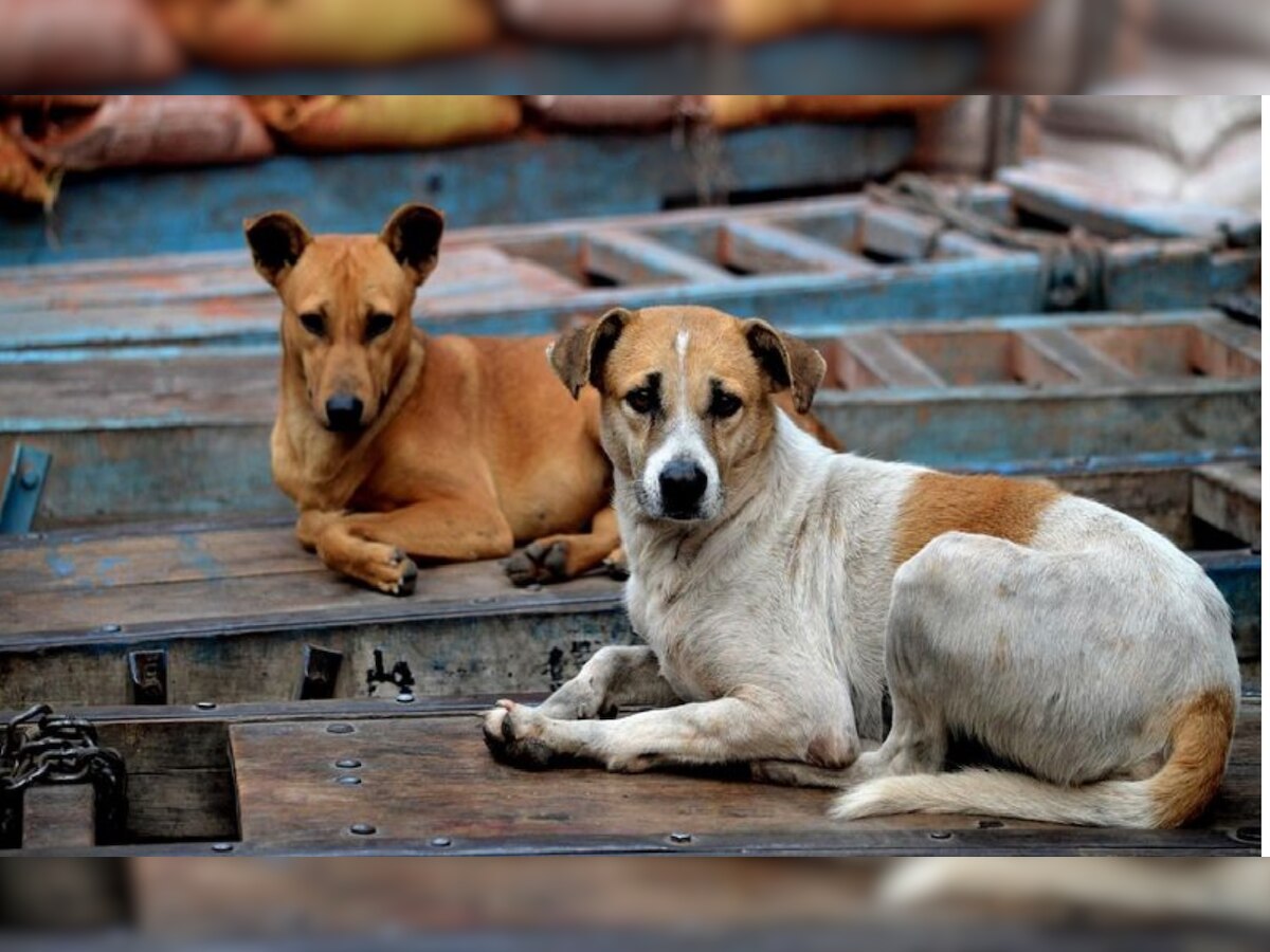 Ghaziabad News: गाजियाबाद की इस सोसाइटी में मिलेगा कुत्तों के आतंक से निजात, तैनात किए गए डॉग वॉचर्स