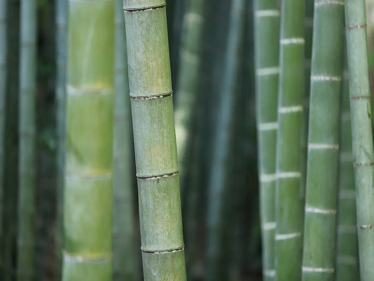 Bamboo: 120 साल पहले खिला था इस बांस पर फूल, अब 2028 का इंतजार