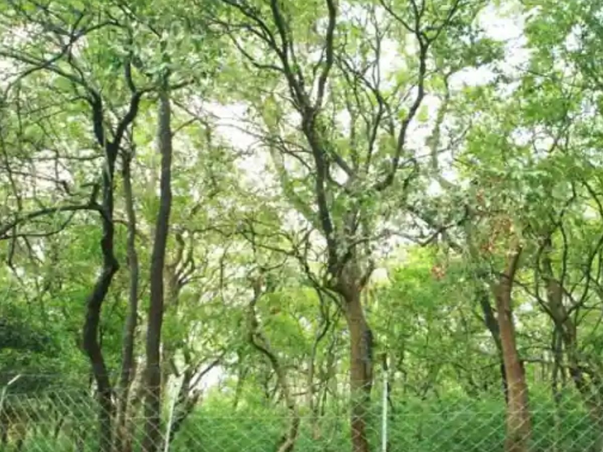 चंदन की लकड़ी की ऑनलाइन नीलामी ने बनाया रिकॉर्ड, सिर्फ एक पेड़ से मिले 1.25 करोड़