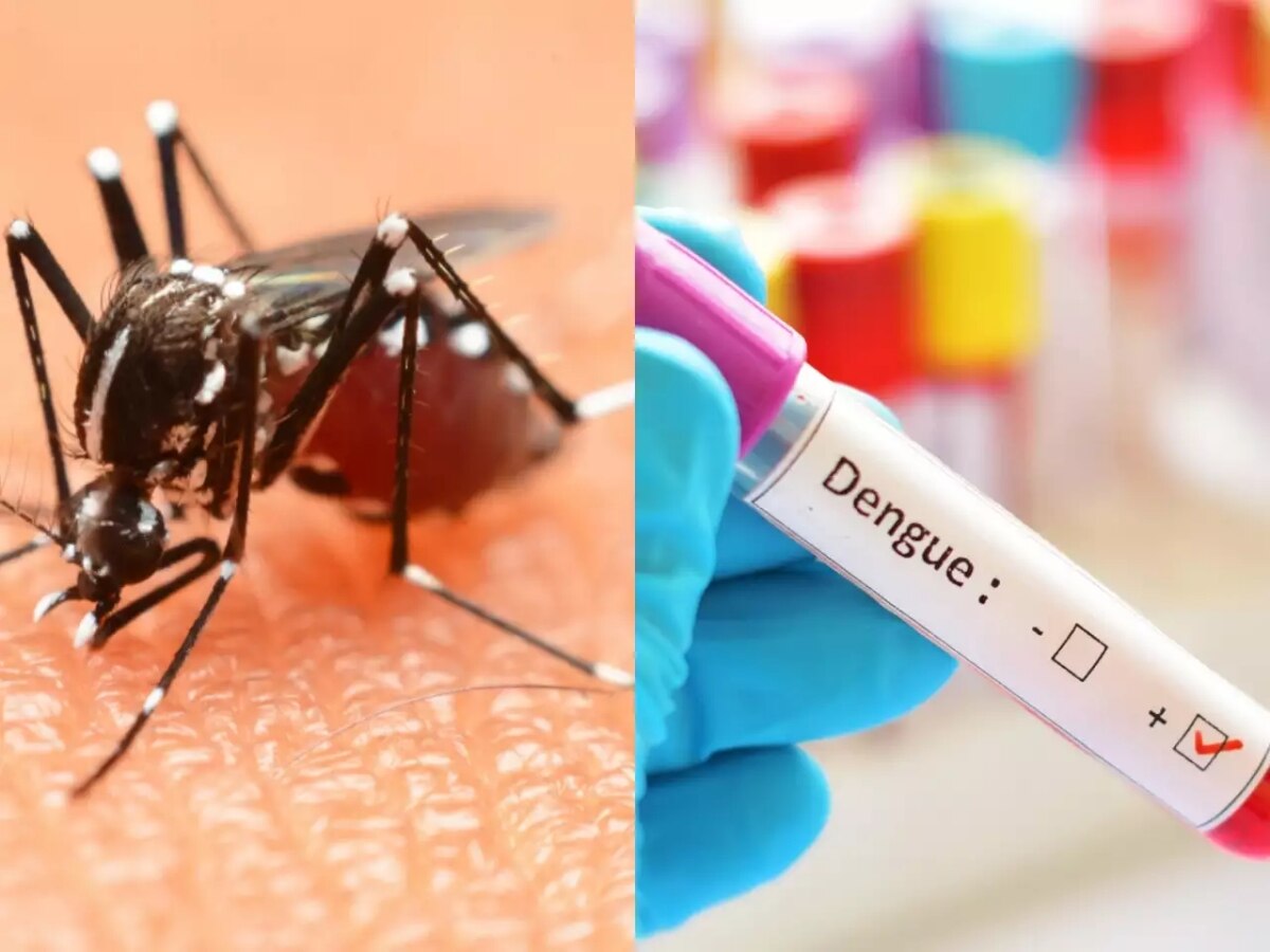 Dengue Alert in MP: मध्य प्रदेश में अलर्ट! अस्पतालों में बढ़े डेंगू मरीज, रोजाना आ रहे इतने नए केस