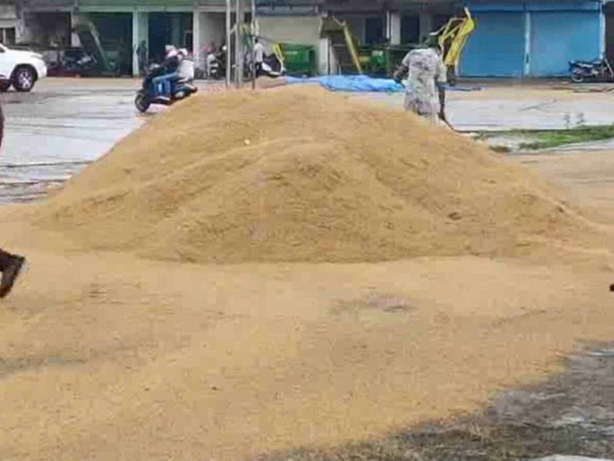 Ambala News: अनाज मंडी में शेड न होने से बारिश से भीगा धान, जल्द शुरू की जाए फसल की खरीद- किसान