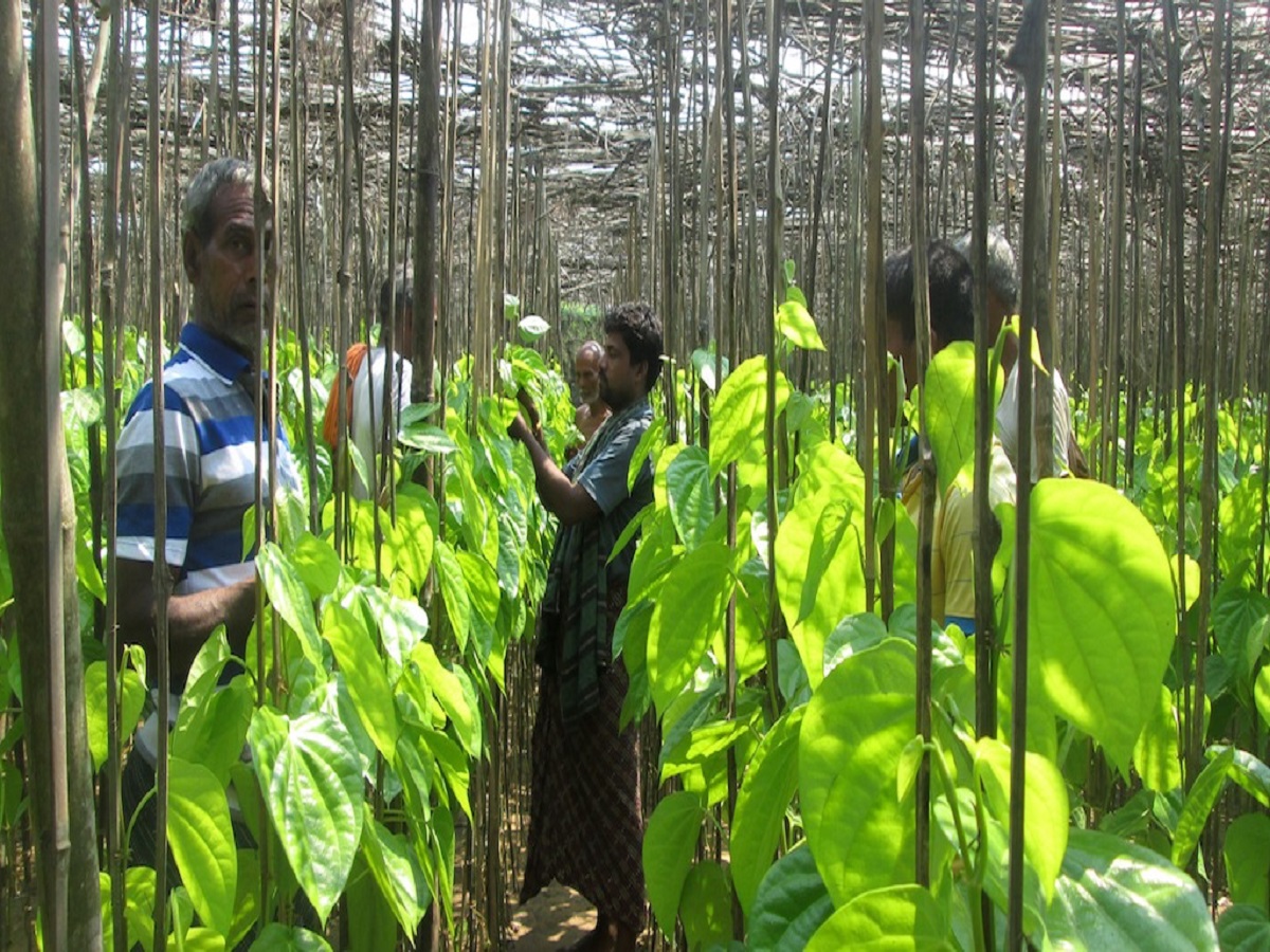 Odisha News: ପାନବରଜ ଓ କିଆଫୁଲ ଚାଷୀଙ୍କ ପାଇଁ ଖୁସି ଖବର, ମିଳିବ ସ୍ବତନ୍ତ୍ର ଆର୍ଥିକ ସହାୟତା Odisha News: ପାନବରଜ ଓ କିଆଫୁଲ ଚାଷୀଙ୍କ ପାଇଁ ଖୁସି ଖବର, ମିଳିବ ସ୍ବତନ୍ତ୍ର ଆର୍ଥିକ ସହାୟତା