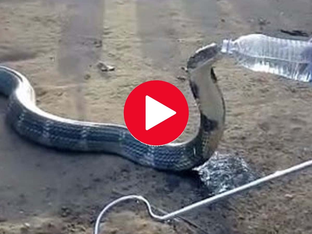 Snake Viral Video: प्लास्टिक की बोतल से प्यासे सांप ने पिया पानी, Video हुआ वायरल